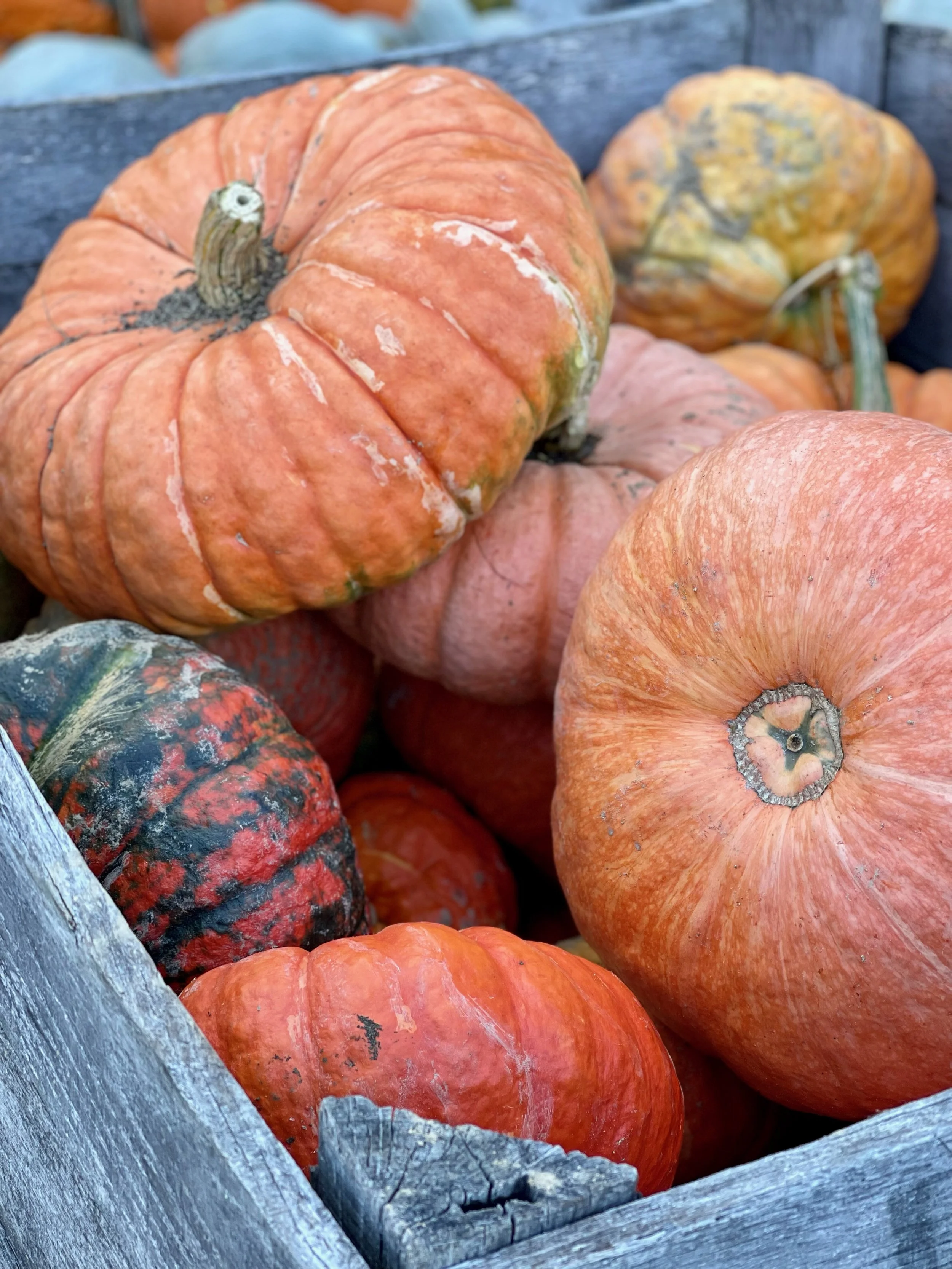 Six Delicious (and Healthy!) Ways to Prepare Pumpkin and Butternut Squash.