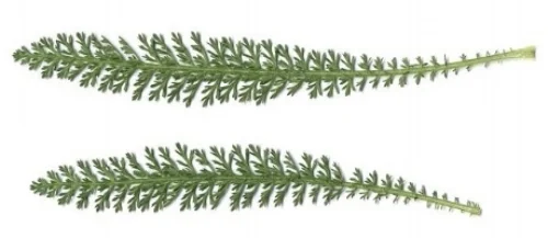 Mature Yarrow leaves (EOL.com) are multi-pinnate and grow alternately.