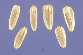 Yarrow Seeds