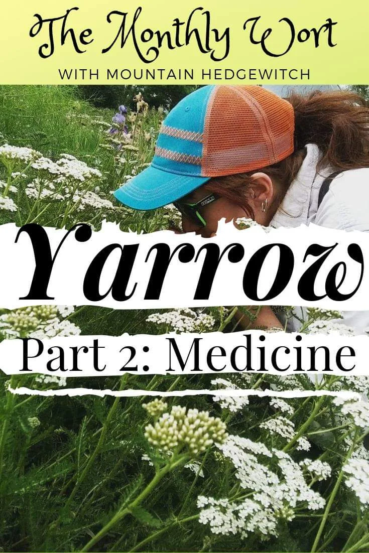 The Monthly Wort: Yarrow (Part 2)