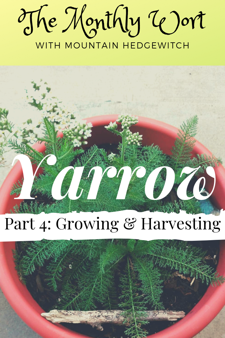 MW pin yarrow4.png