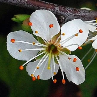 ( SOURCE ) Blackthorn Flower