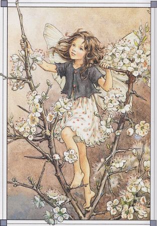The Blackthorn Fairy by Mary Cicely Barker