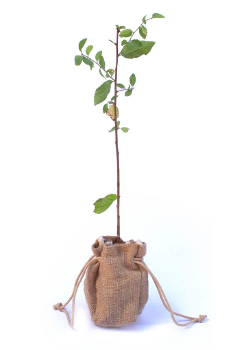 Blackthorn sapling from Tree2mydoor.com