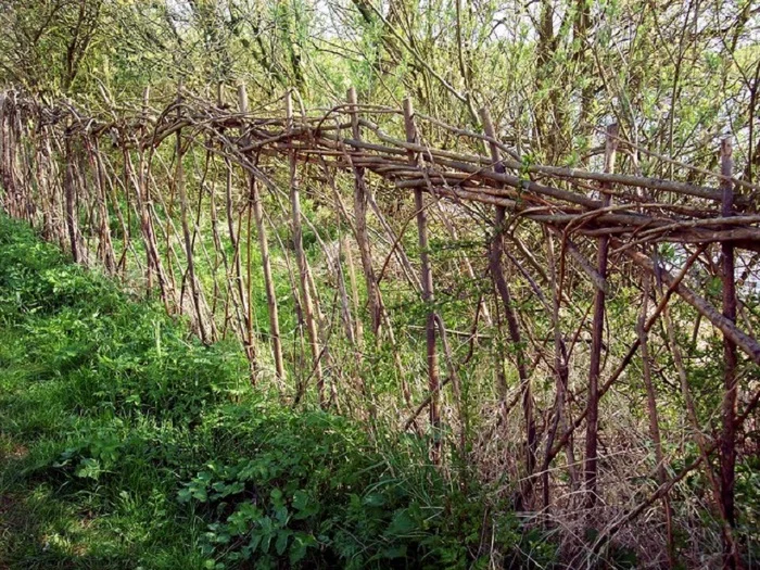 A perfect example of hedge laying