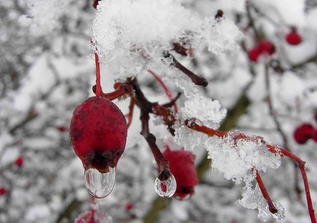 Image is from a VERY interesting blog that covers a few case studies using Hawthorn, found HERE