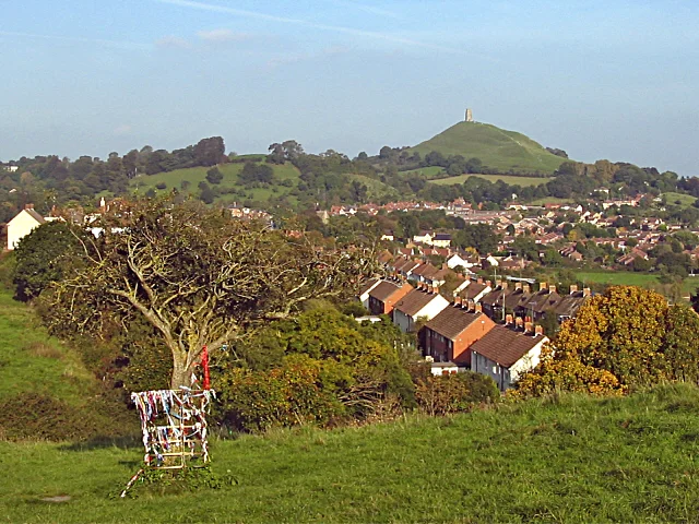 The thorn on Wearyall Hill, before its branches were cut off by vandals in 2010.
