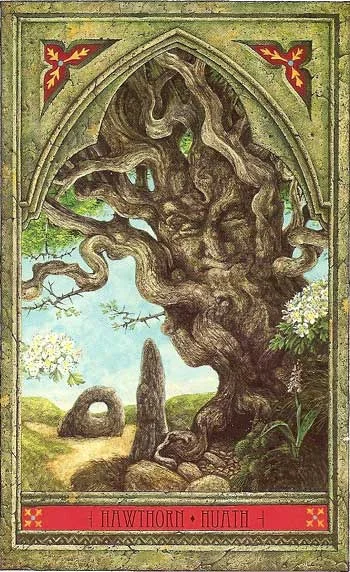Hawthorn_Huath.jpg