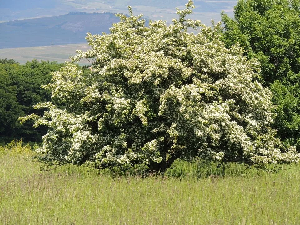 flowering-hawthorn-862734_1920_27fcd33b573cd19389562fd3c770f261.jpg