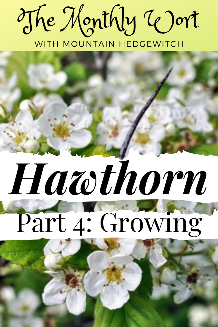 MW Hawthorn Pin 4.png
