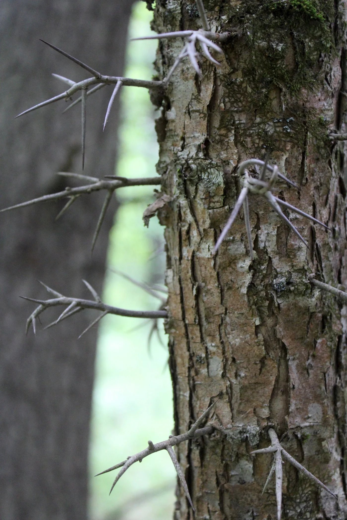 Hawthorn-Bark-and-Thorns.jpg