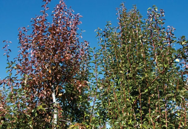 Not a hawthorn tree, but an example of fire blight