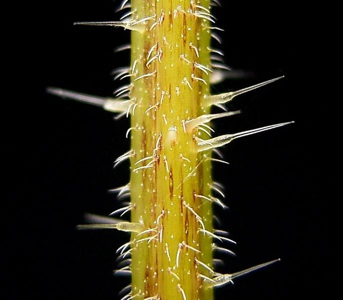 685px-Urtica_dioica38_ies.jpg