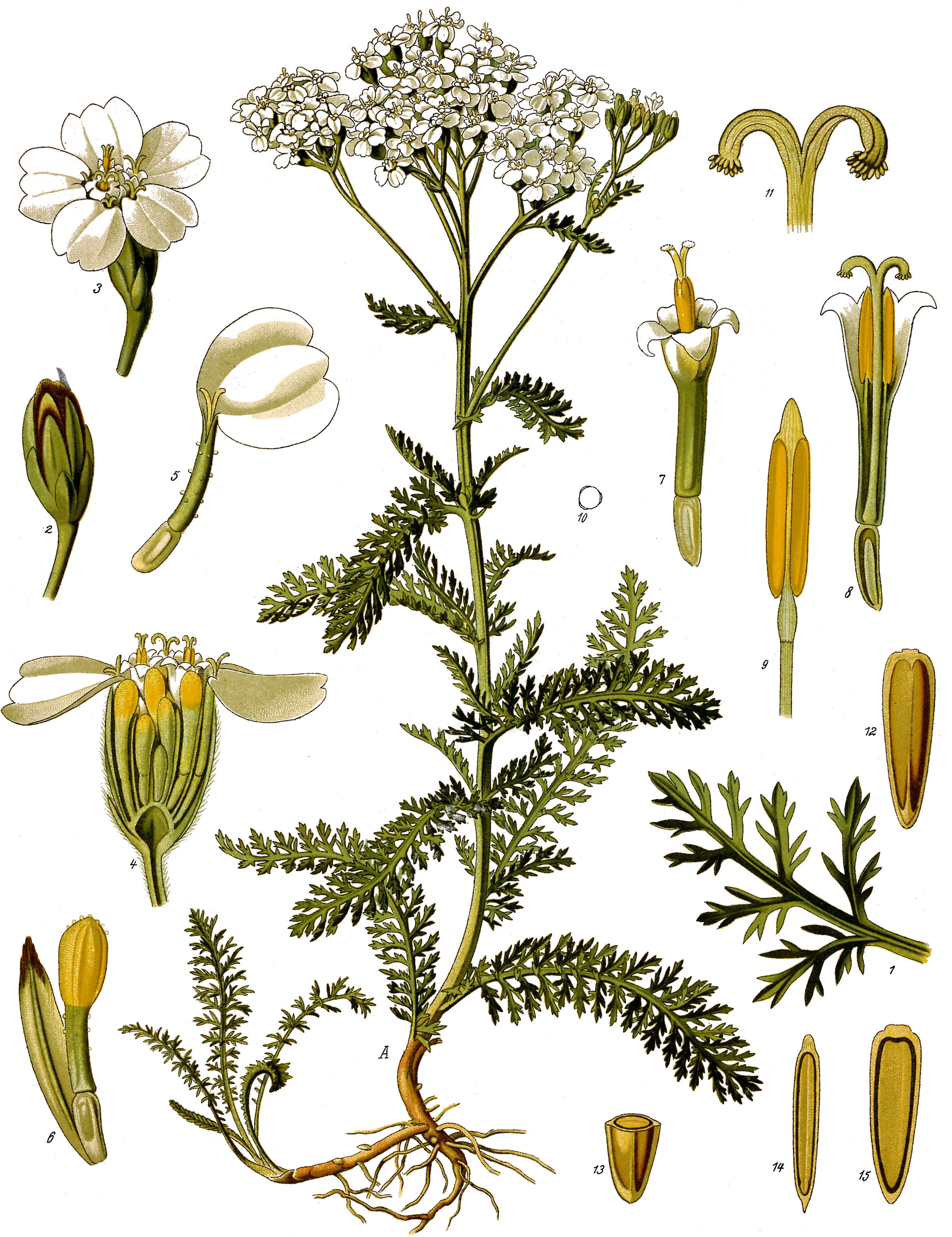 Achillea_millefolium_-_Köhler–s_Medizinal-Pflanzen-149.jpg