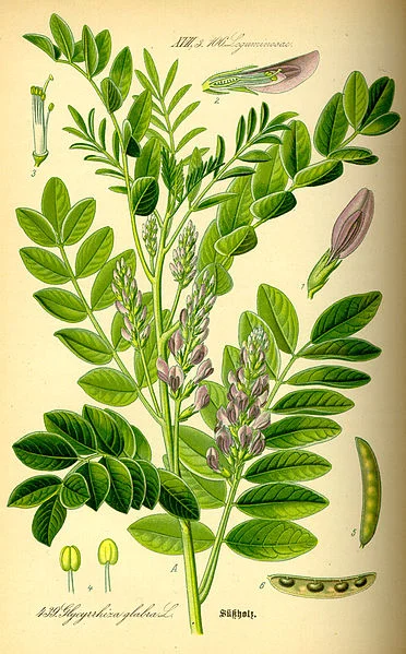 372px-Illustration_Glycyrrhiza_glabra0.jpg