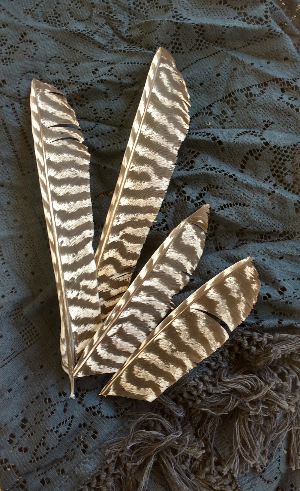 Barred Turkey Feathers — Mountain Hedgewitch