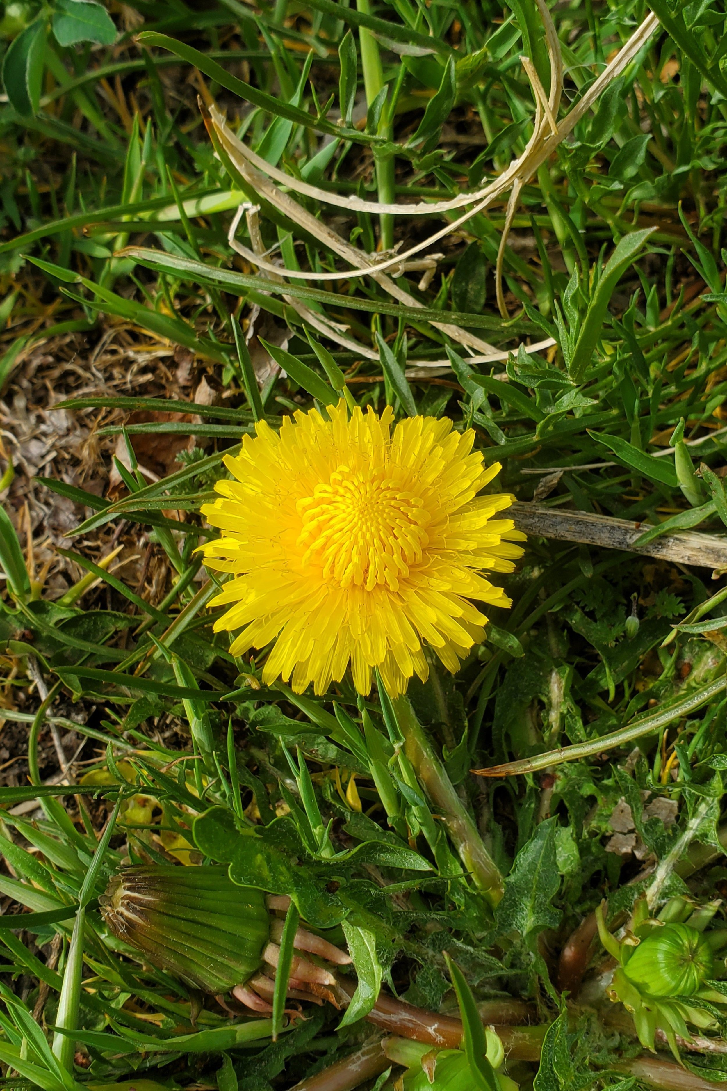 dandelion+flower.jpg