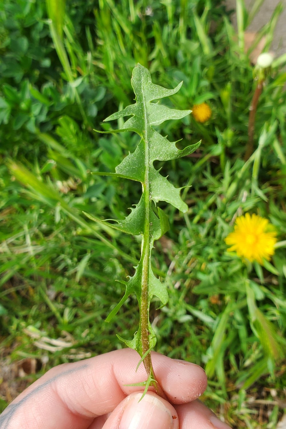 dandelion leaf.jpg