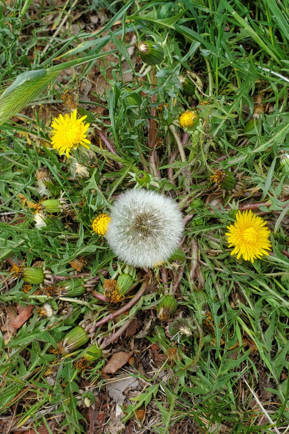 dandelion puffball.jpg