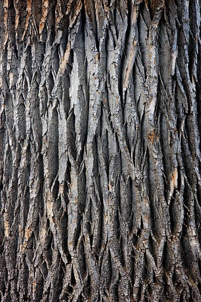 cottonwood bark 1.jpeg