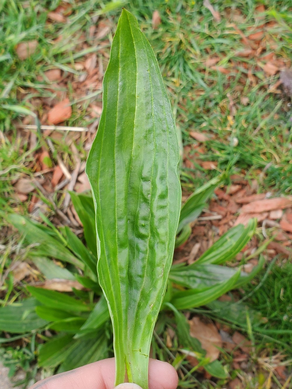 plantain+leaf.jpg