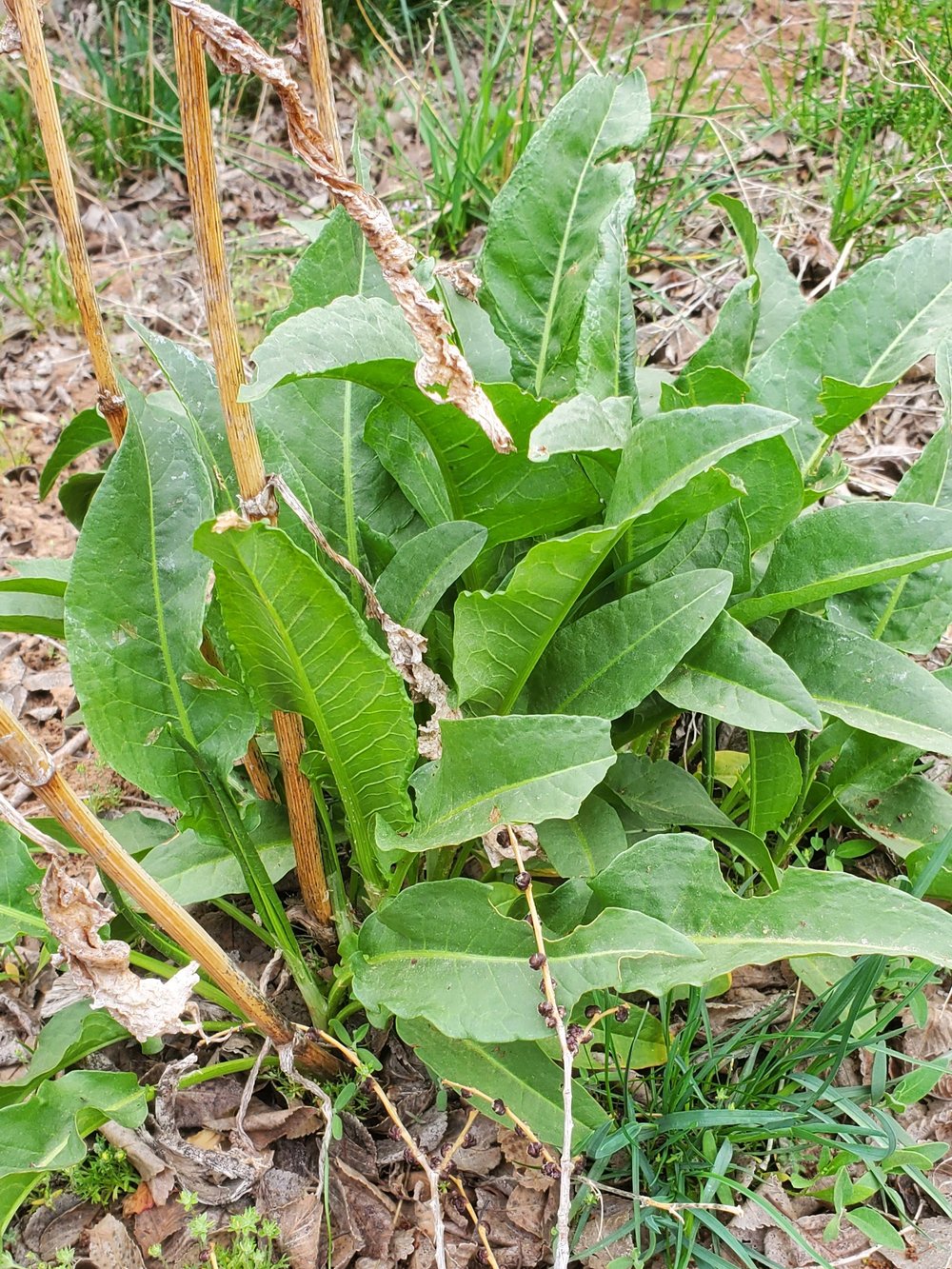 dock plant.jpg