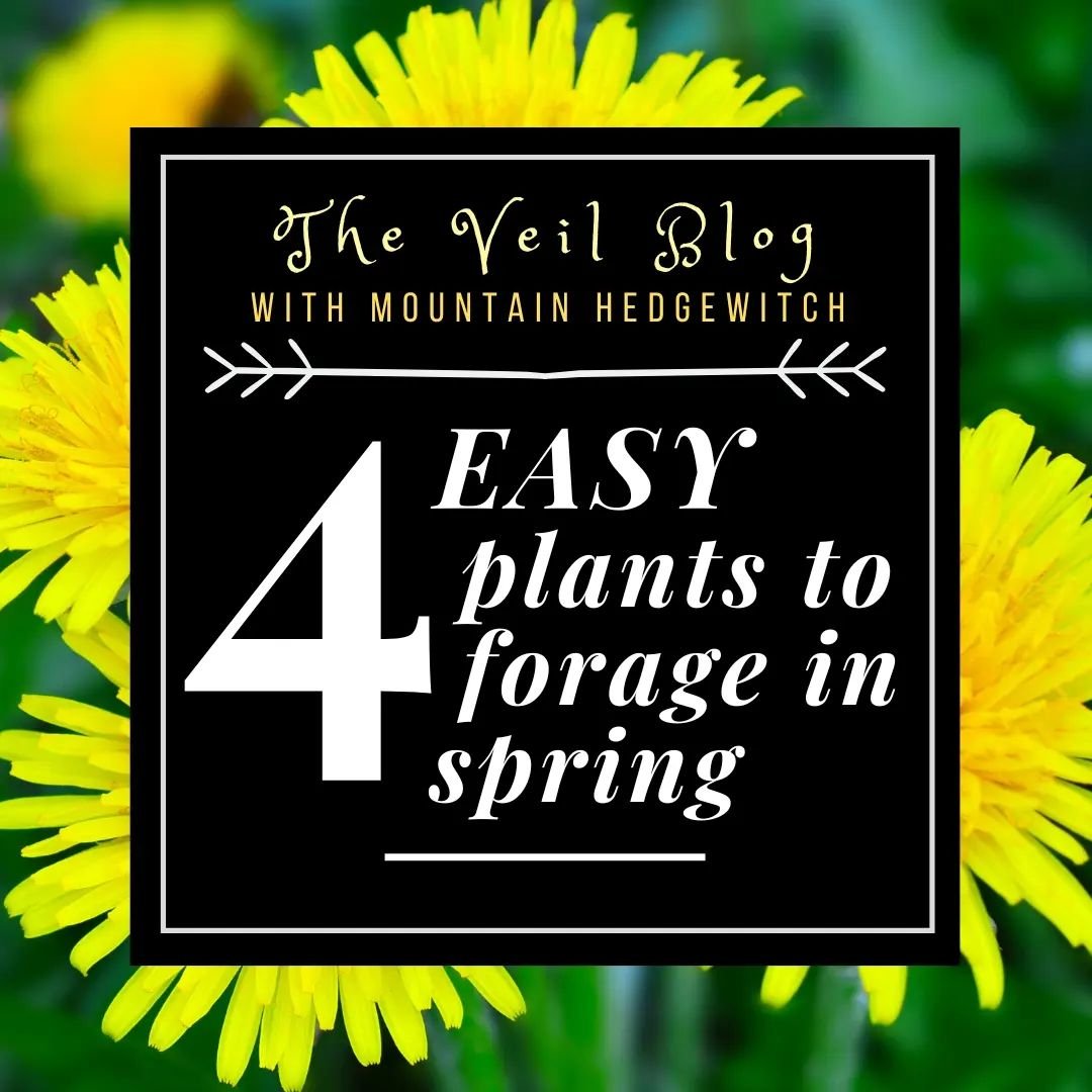 New Veil Blog post incoming! I know it's been a while since I was active on my blog, but I'm reinvigorated and I hope it gets you outdoors too!

🌻Just warming back up to foraging season? Here are some low-effort plants you can find in your nearby su