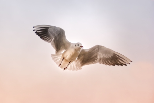 seagull-3465550_1920.jpg