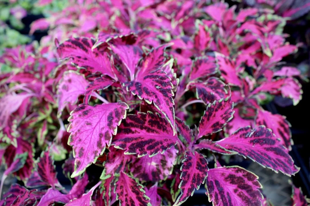 Paisley Farm & Greenhouses