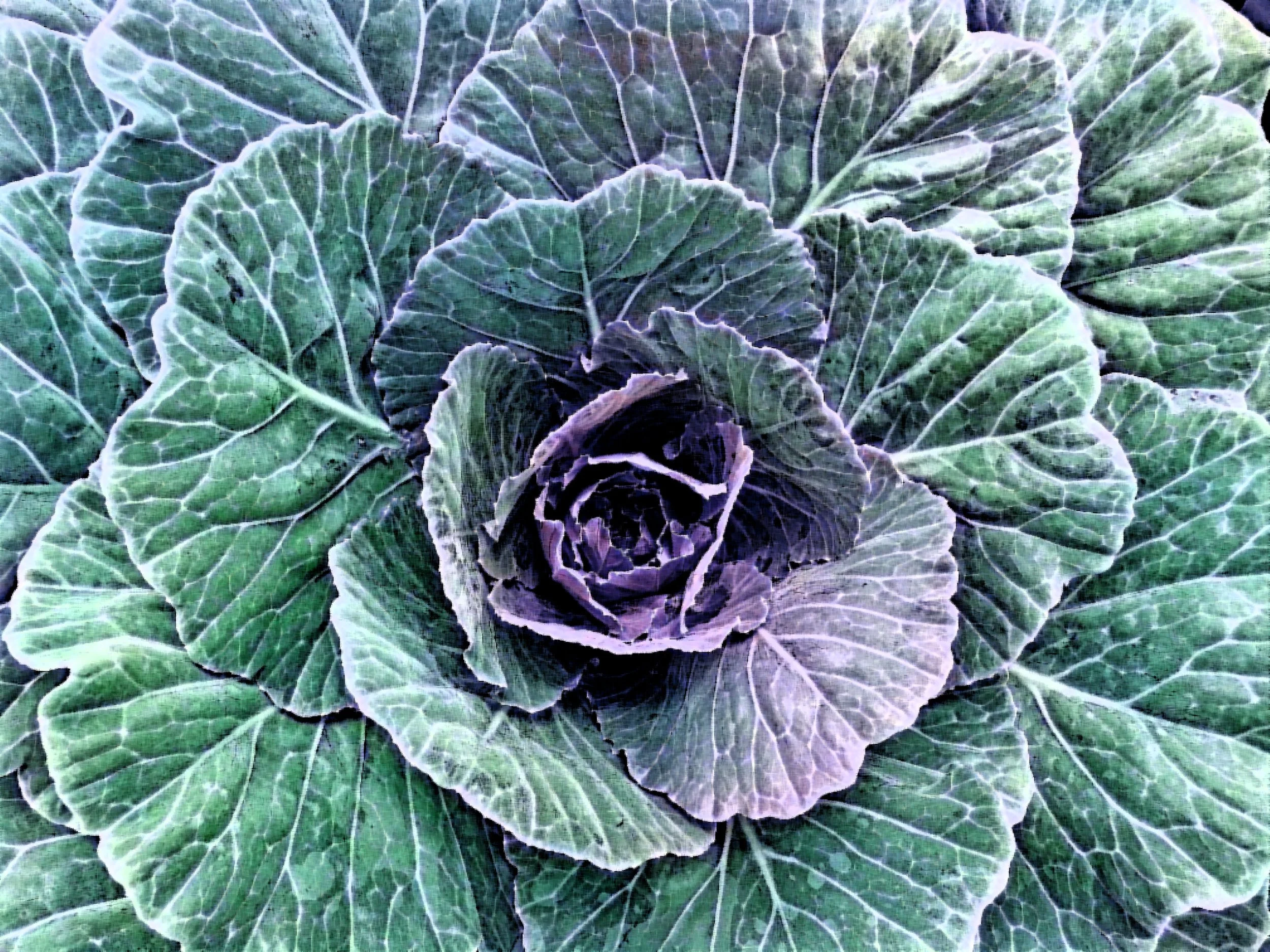 cabbage.jpg