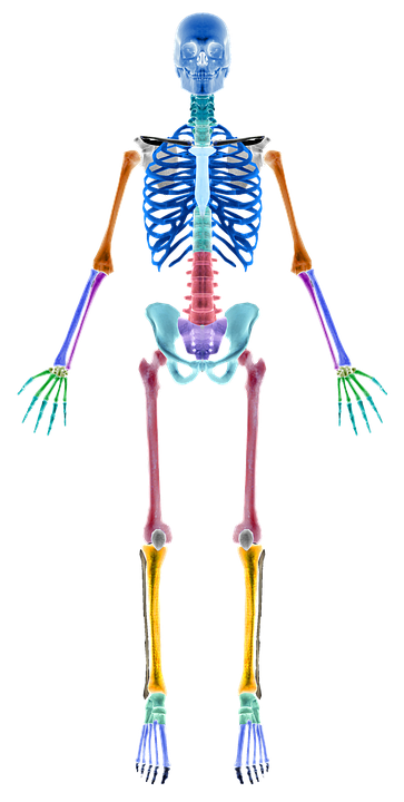 skeleton-2277446_960_720.png