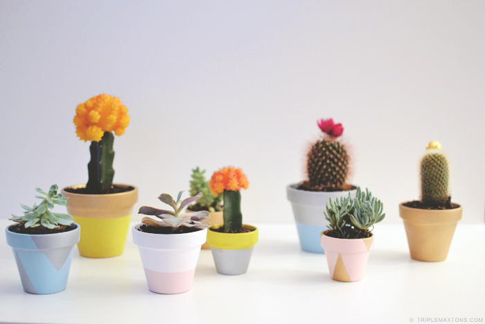 indoor-succulent-pots-0617.jpg