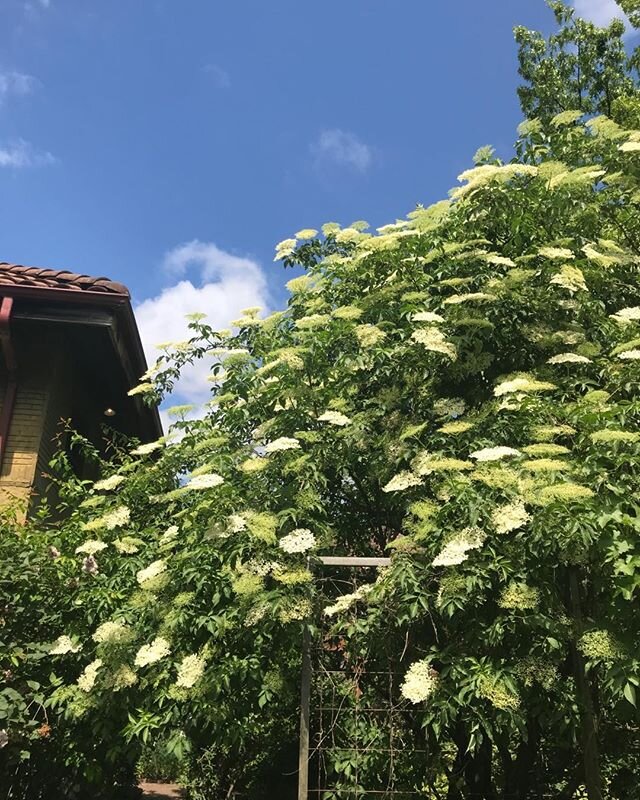 Week TEN!!! In addition to our food, wine, coffee and flower offerings, we&rsquo;ve added a seasonal kir kit to the list. Our elderflowers are popping so we&rsquo;ve made our annual batch (batches) of elderflower cordial.  This is our favorite spring