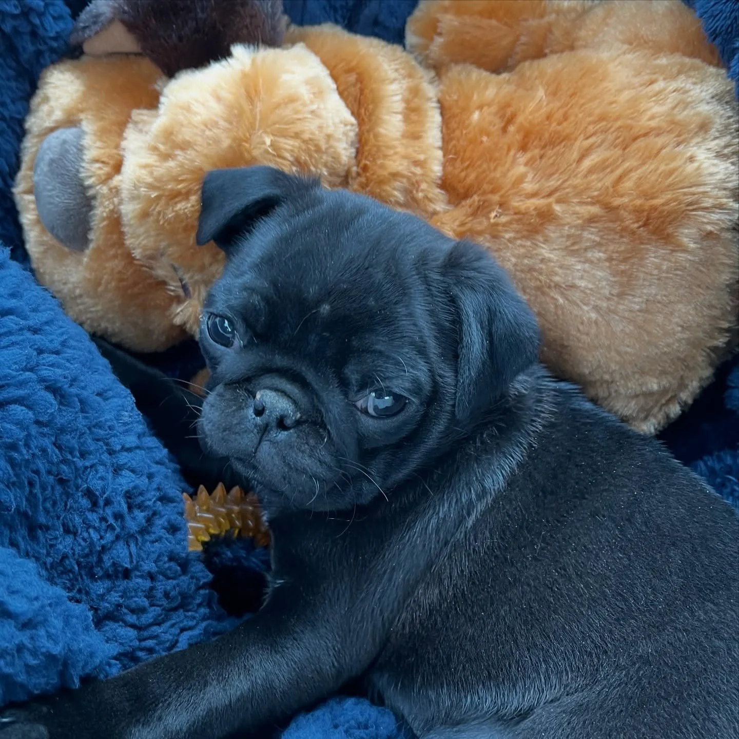 Here she is boys!

Here she is world!

Here&rsquo;s Rosalina!!!!!!