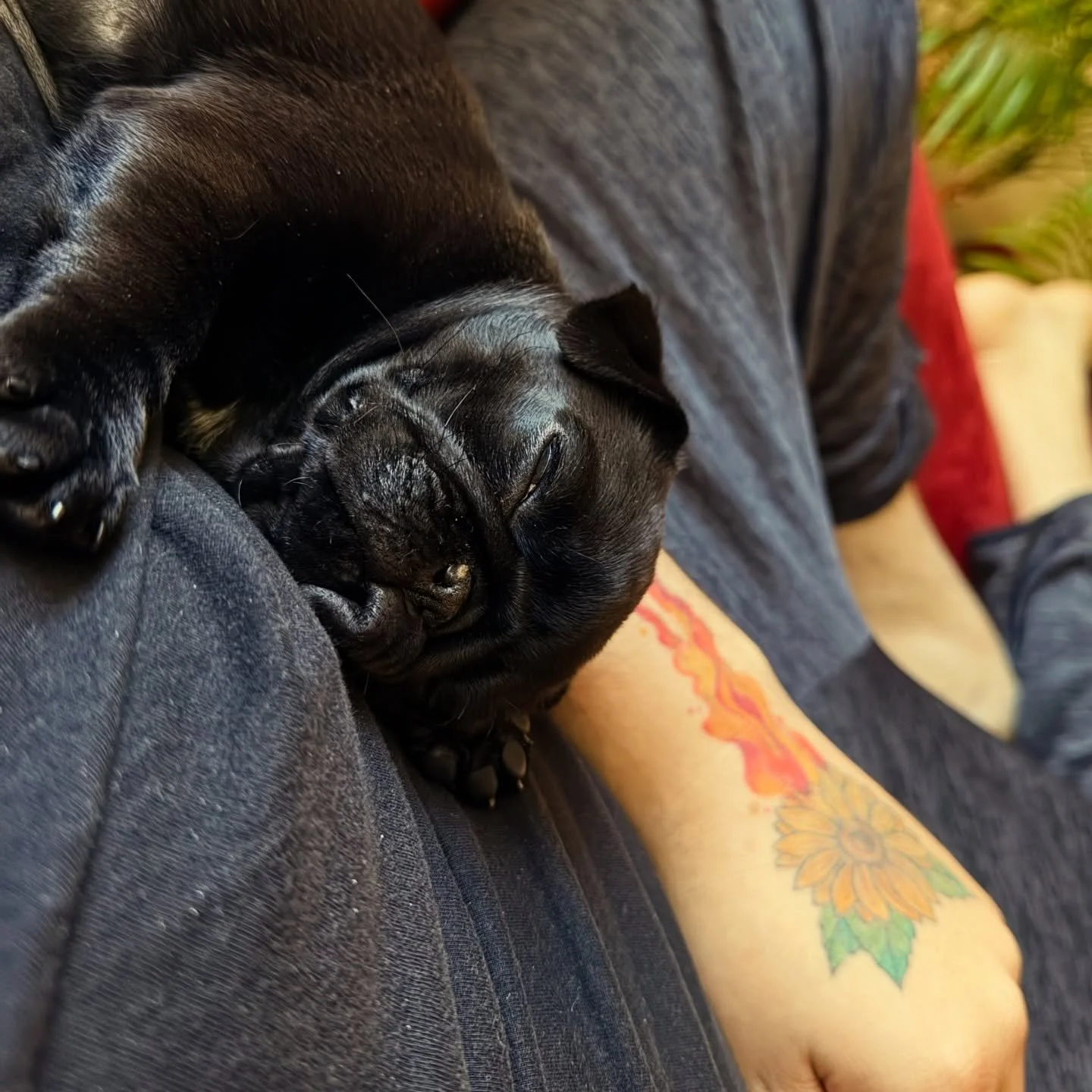 She&rsquo;s fully tuckered!!!

&hellip;listen to &ldquo;Vincent&rdquo; streaming now!