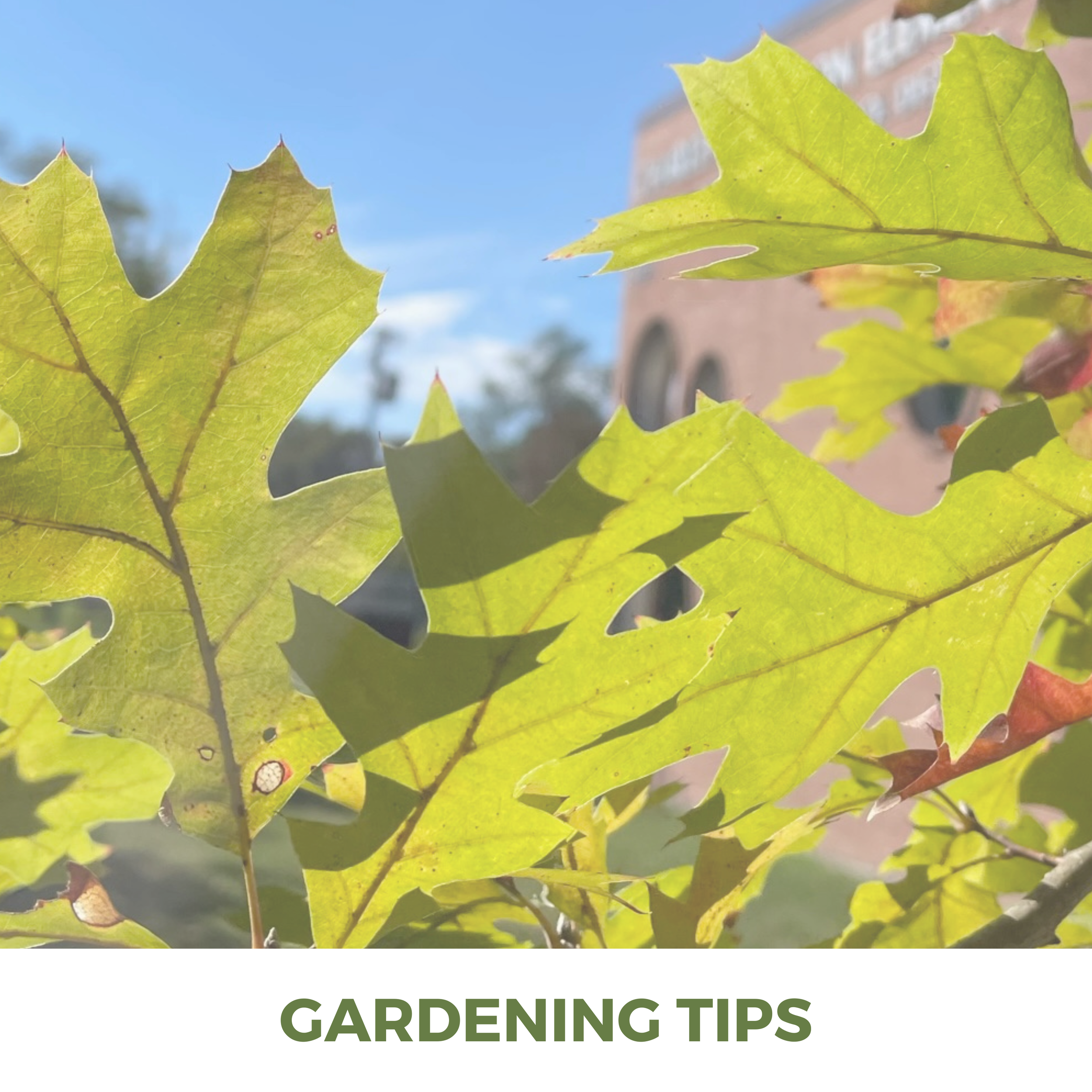 Gardening Tips.png