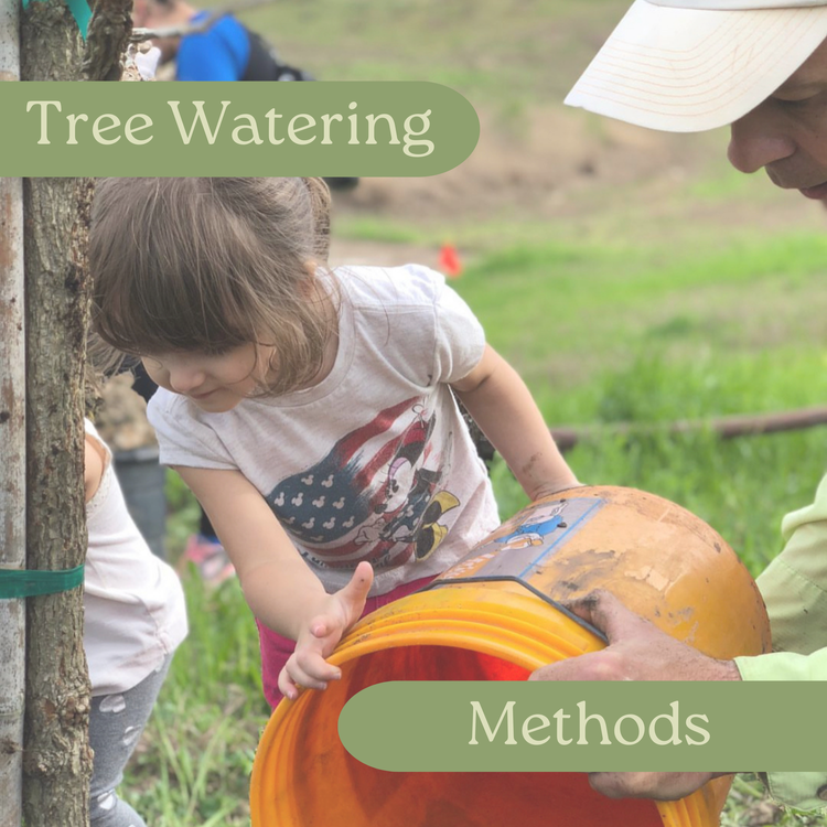 Tree Watering Methods.png