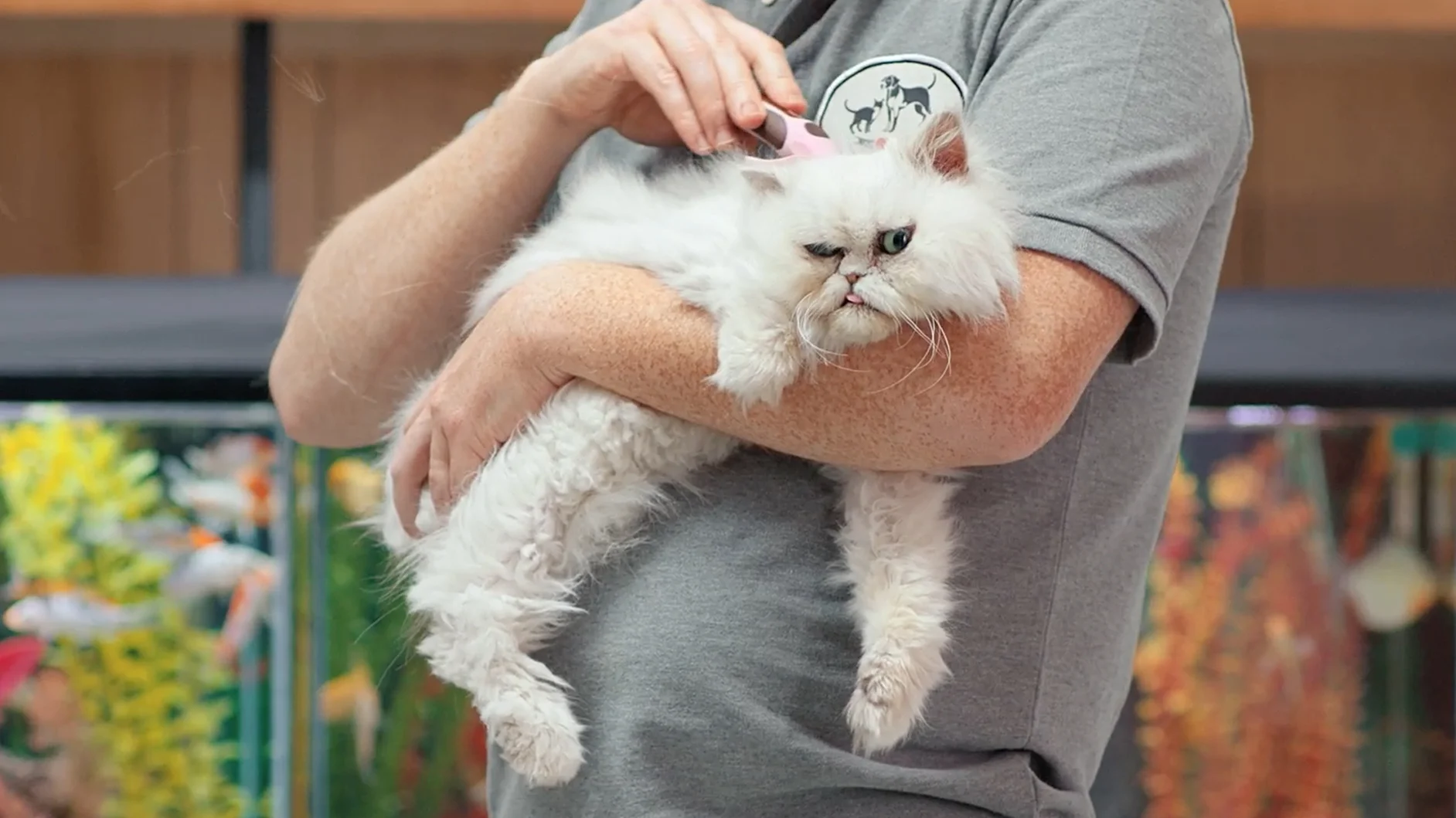 Bad_Cat_Cat.jpg