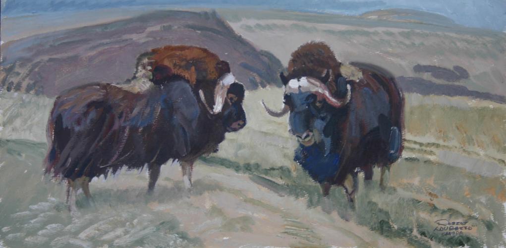 "Two Musk Oxen"