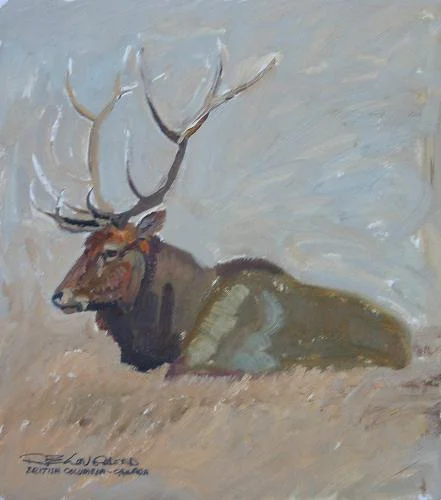 "Resting Elk - Canada"