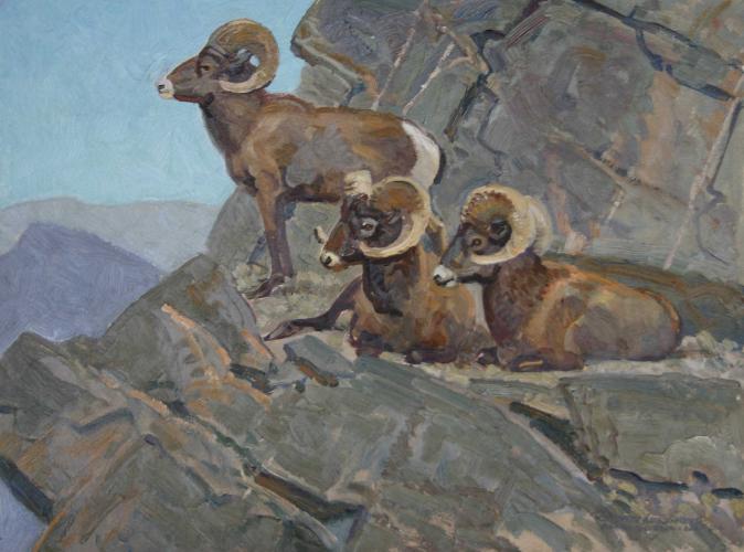 "Rocky Mountain Bighorns"