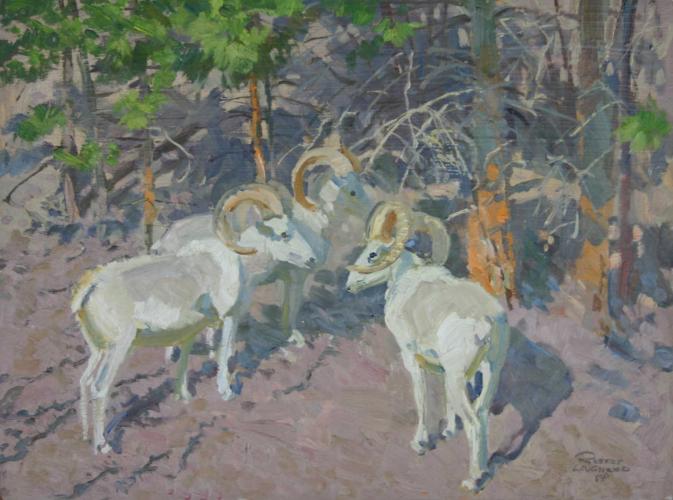 "Okanagan GF, BC - Dall Sheep"