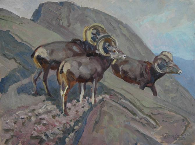 "Okanagan GF, BC - Stone Sheep"