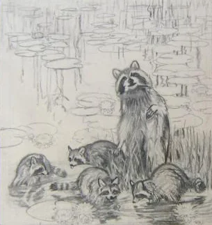 "Raccoons"
