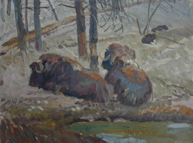 "Musk Oxen"