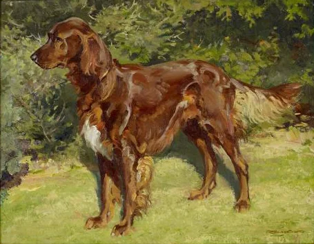 "Irish Setter"