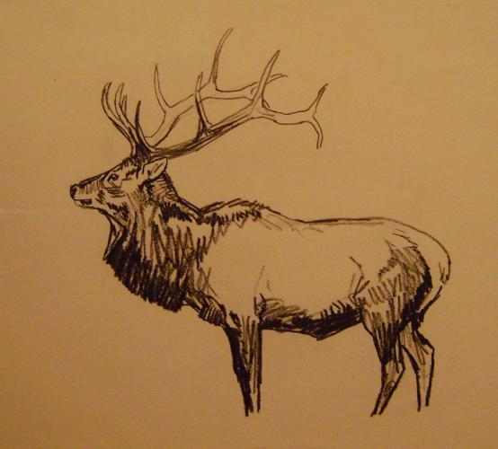 "Elk"