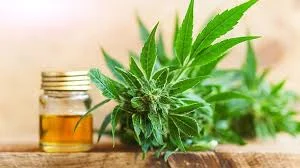 cbd image.jpg