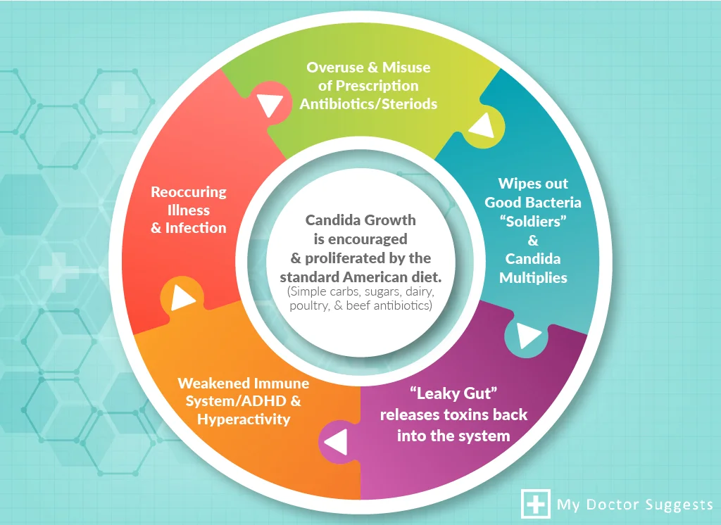 yeast-infection-candida-cycle.jpg