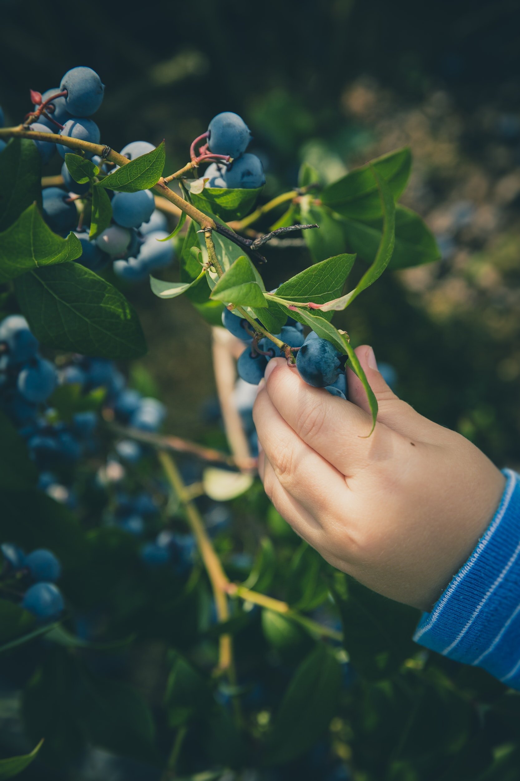 What to EAT and What to AVOID for Optimal Family Heath with Best Selling Author Jeffrey Smith